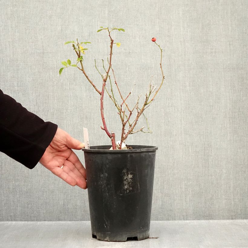 Ejemplar de Rosal Omi Oswald Maceta 4L/5L entregado en otoño