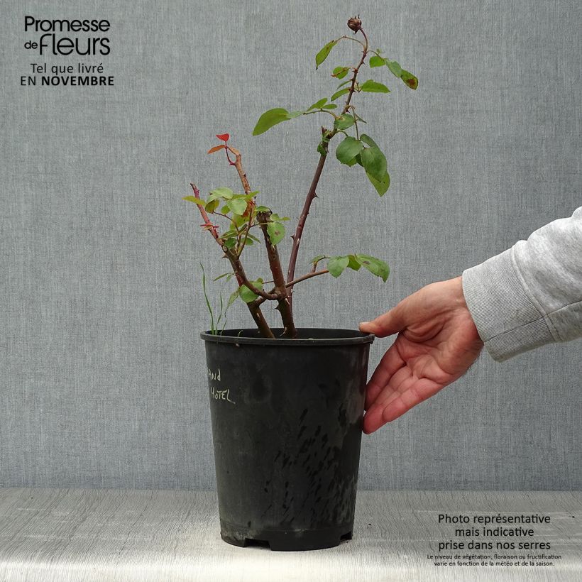 Ejemplar de Rosal Grand Hotel Maceta 4L/5L entregado en otoño
