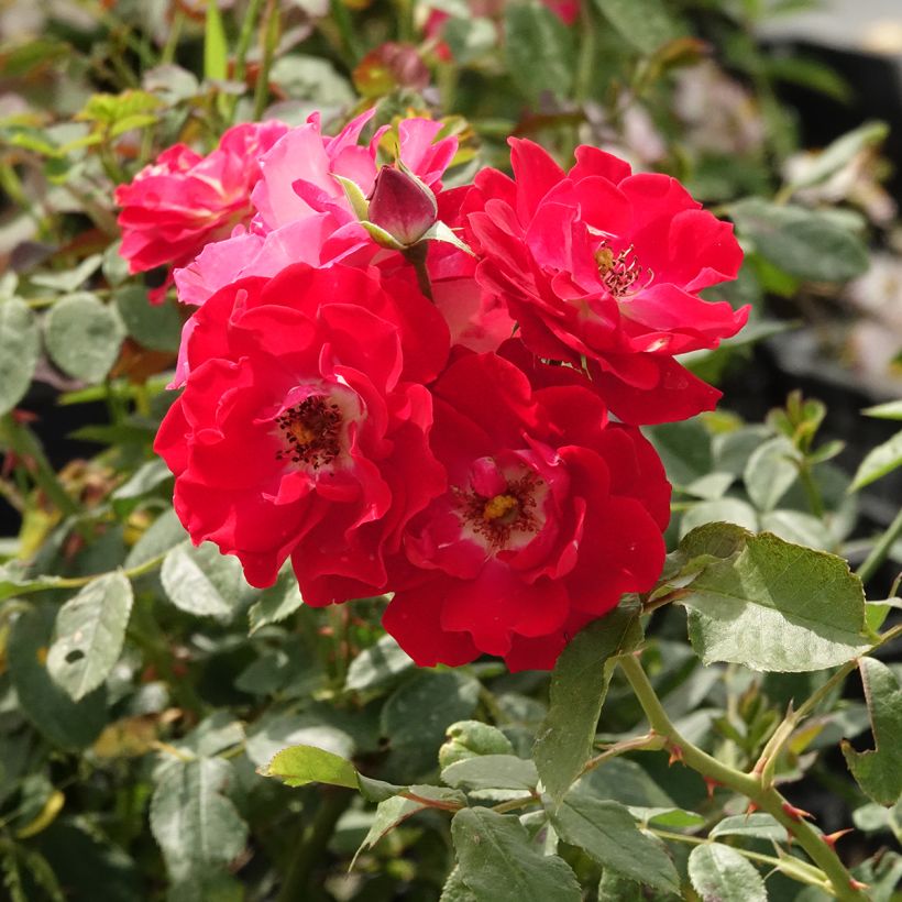 Rosal Pirouette (Floración)