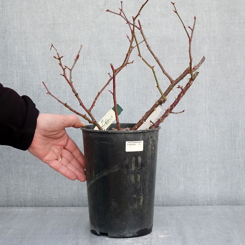 Rosal Pirouette Maceta 4L/5L Ejemplar entregado en invierno