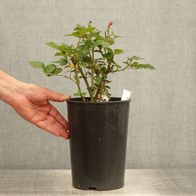 Rosal Prins Alexander Maceta 4L/5L Ejemplar entregado en la primavera