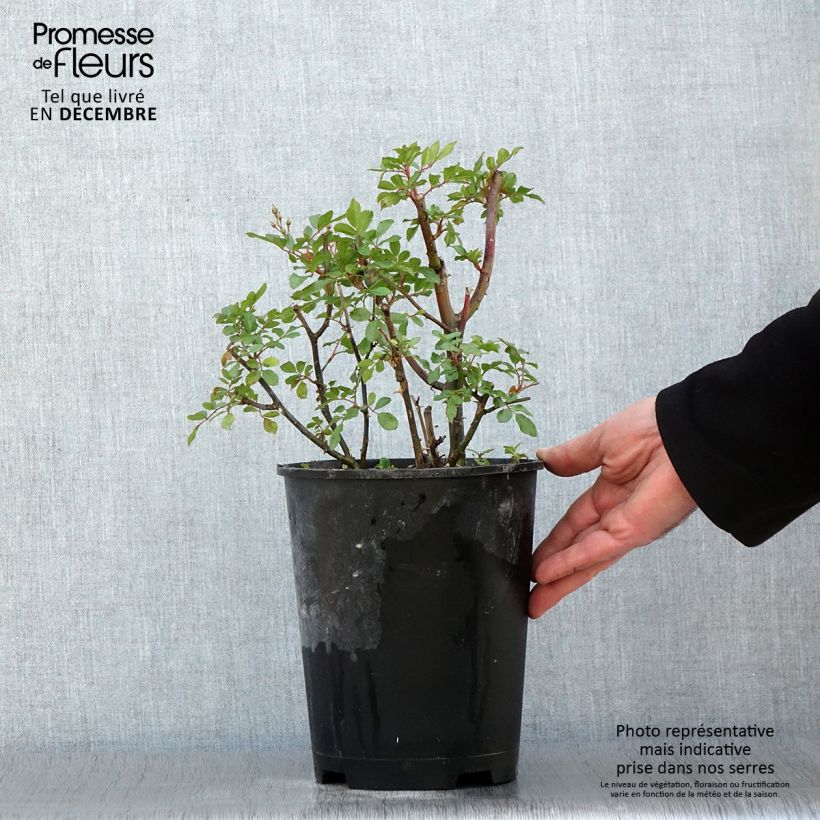 Ejemplar de Rosal Puccini Maceta 4L/5L entregado en otoño