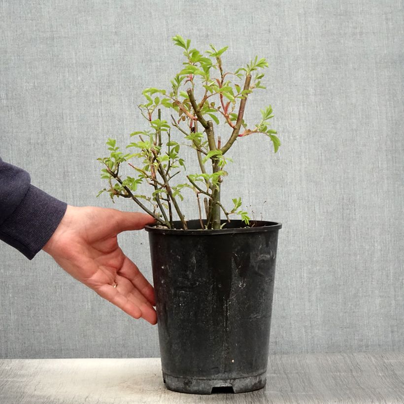 Rosal Puccini Maceta 4L/5L Ejemplar entregado en la primavera