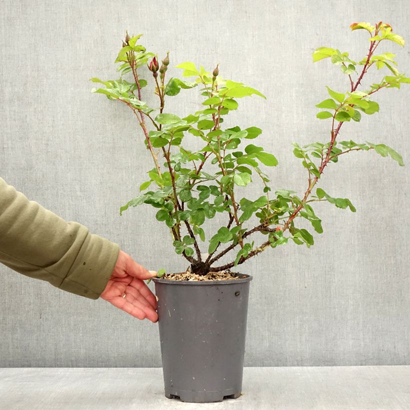 Rosal rugosa Robusta Korgosa Maceta 4L/5L Ejemplar entregado en la primavera