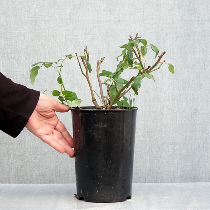 Ejemplar de Rosal Rosalita Maceta 4L/5L entregado en otoño