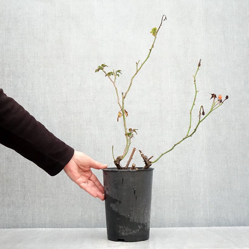 Ejemplar de Rosal Rosenstadt Freising Maceta 4L/5L entregado en otoño