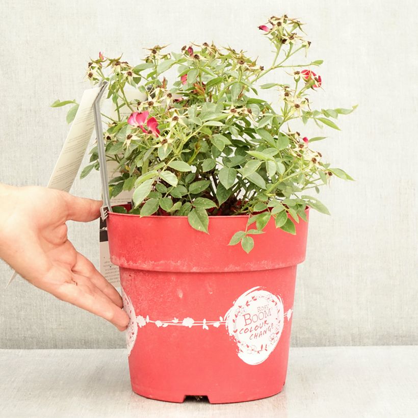 Ejemplar de Rosal Rosy Boom Colour Change Maceta 6L/7L entregado en verano