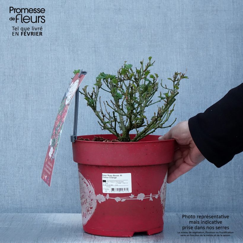 Rosal Rosy Boom Colour Change Maceta 6L/7L Ejemplar entregado en invierno