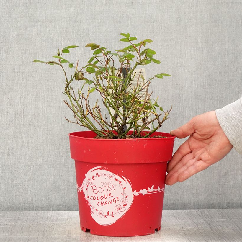 Rosal Rosy Boom Colour Change Maceta 6L/7L Ejemplar entregado en la primavera