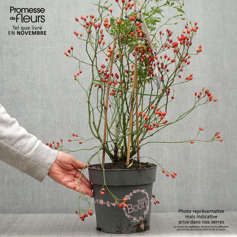 Ejemplar de Rosal Rosy Boom Dynamic Hip Hop Maceta 6L/7L entregado en otoño