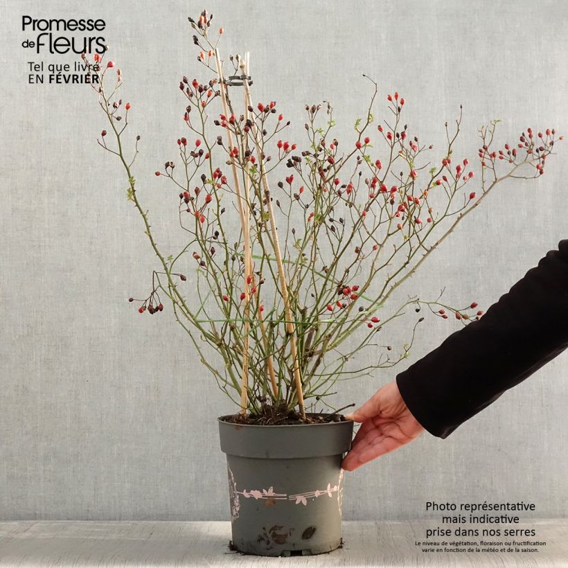 Rosal Rosy Boom Dynamic Hip Hop Maceta 6L/7L Ejemplar entregado en invierno