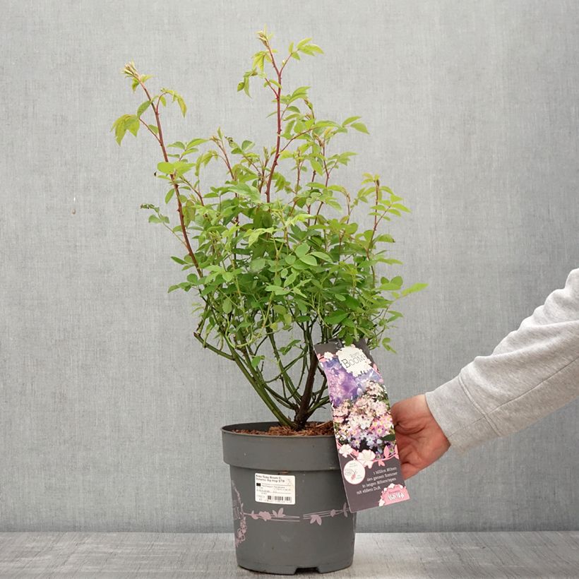 Rosal Rosy Boom Dynamic Hip Hop Maceta 6L/7L Ejemplar entregado en la primavera