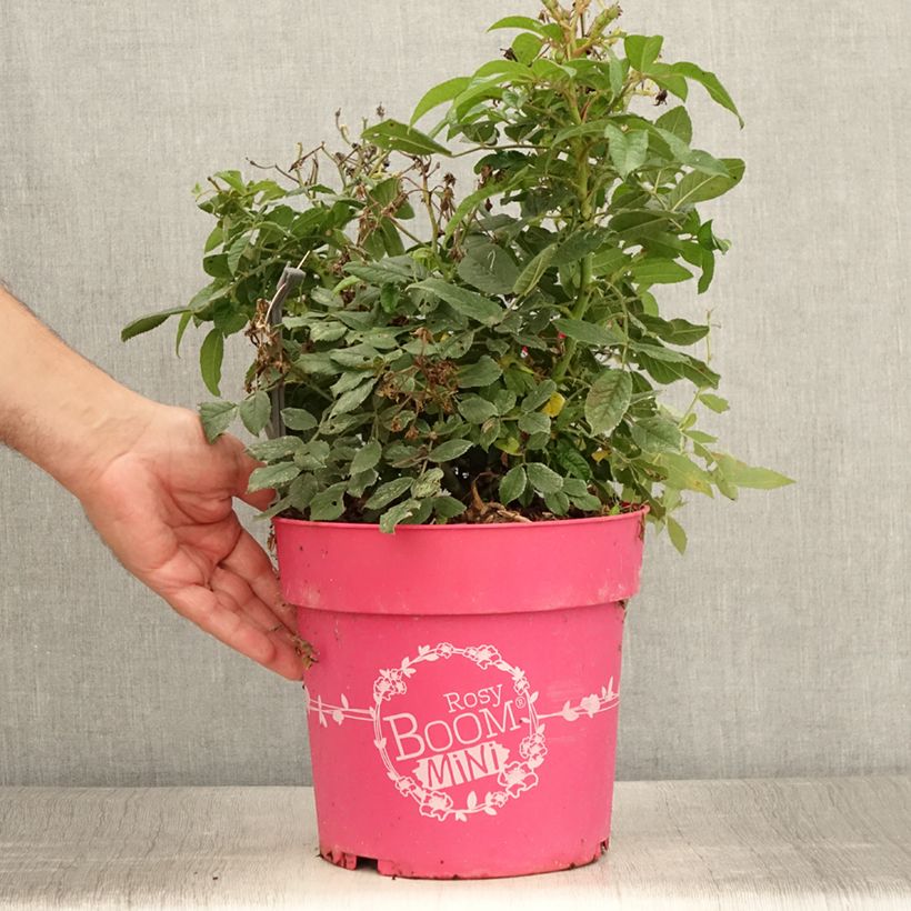 Ejemplar de Rosal Rosy Boom Mini Maceta 6L/7L entregado en verano
