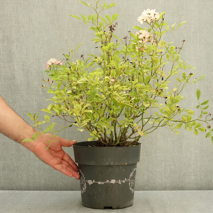 Ejemplar de Rosal Rosy Boom Rose Maceta 6L/7L entregado en verano