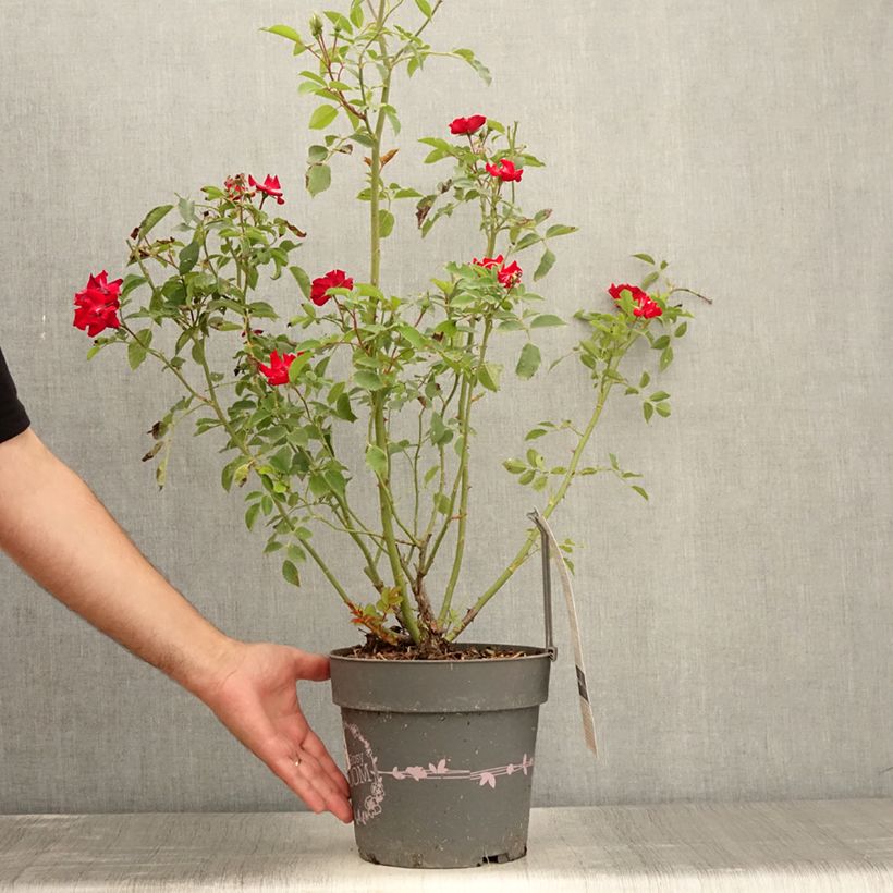 Ejemplar de Rosal Rosy Boom rouge La Belle Rouge Maceta 6L/7L entregado en verano