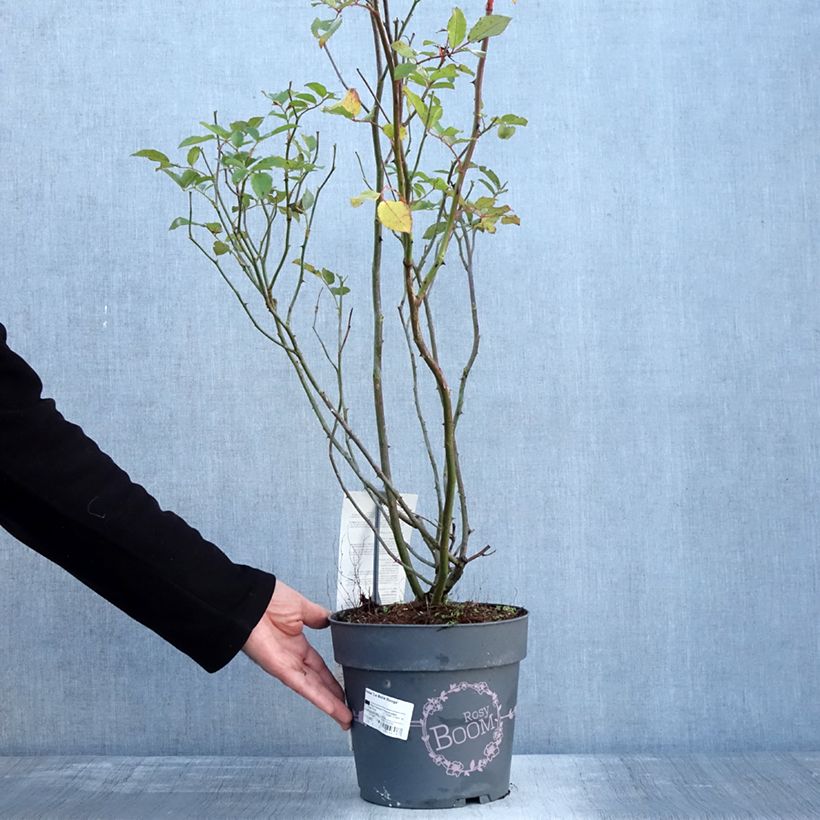 Rosal Rosy Boom rouge La Belle Rouge Maceta 6L/7L Ejemplar entregado en invierno