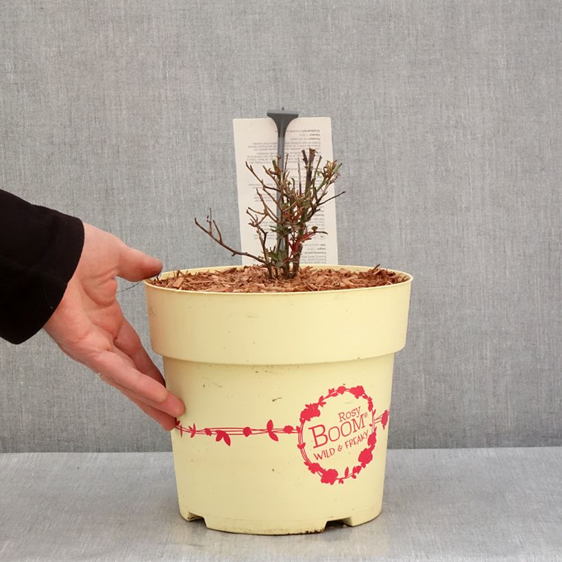 Rosal Rosy Boom Maceta 6L/7L Ejemplar entregado en invierno