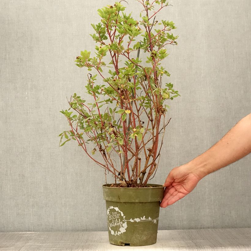 Ejemplar de Rosal Rosy Boom Wildlife Maceta 6L/7L entregado en verano