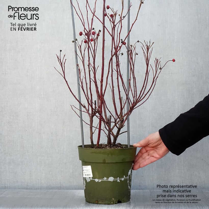 Rosal Rosy Boom Wildlife Maceta 6L/7L Ejemplar entregado en invierno