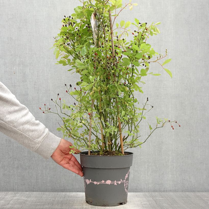 Rosal Rosy Boom Wildlife Maceta 6L/7L Ejemplar entregado en la primavera