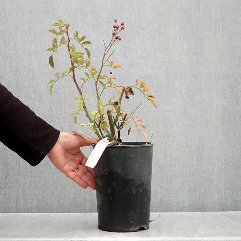 Ejemplar de Rosal Rosy Purple Maceta 4L/5L entregado en otoño