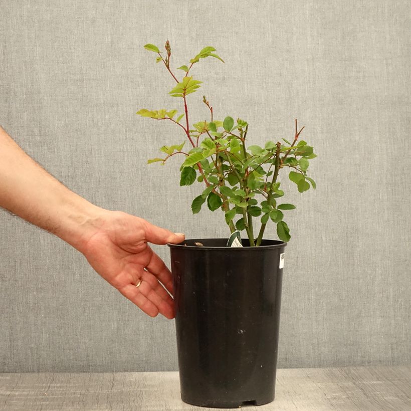 Rosal Rosy Purple Maceta 4L/5L Ejemplar entregado en la primavera