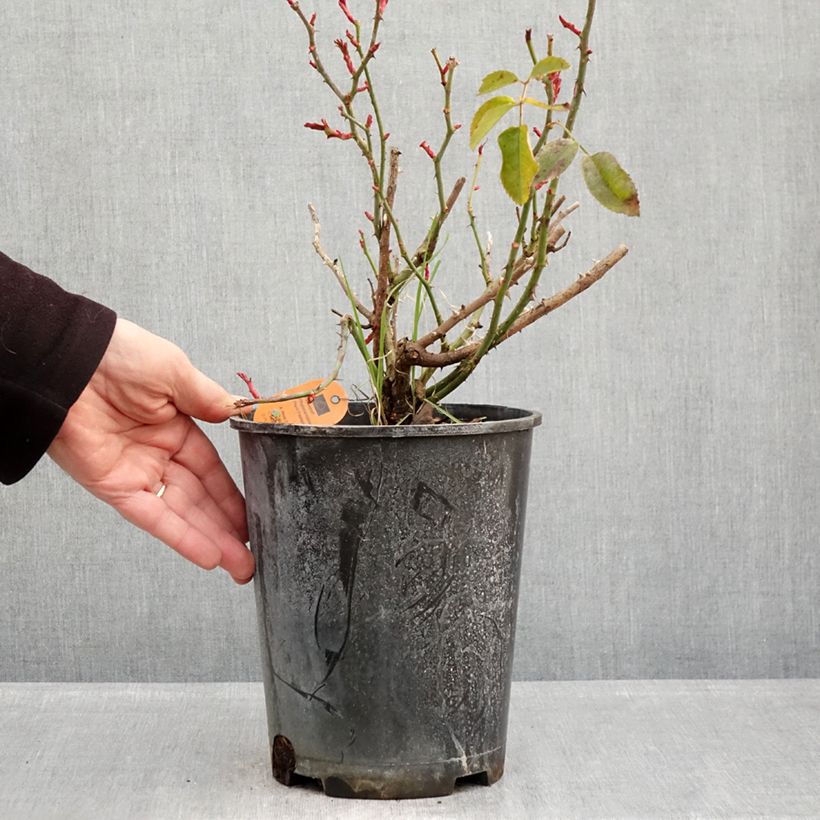 Rosal Scarlet Bonica - Rosales de flores agrupadas Maceta 4L/5L Ejemplar entregado en invierno