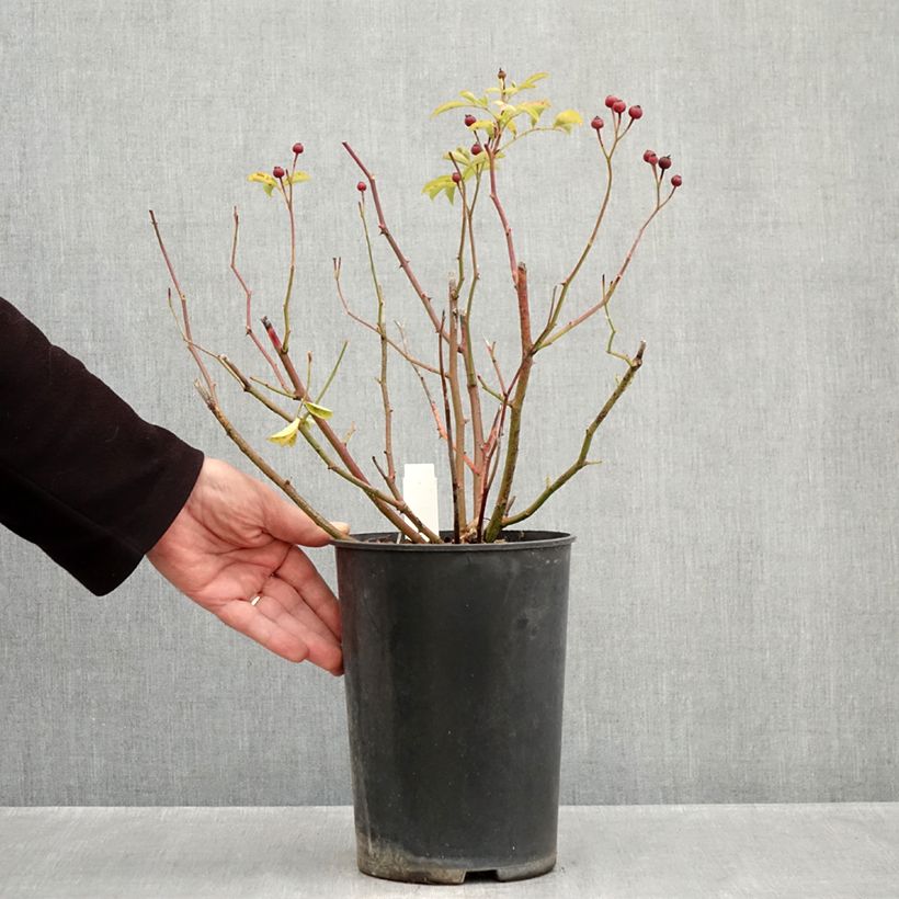 Ejemplar de Rosal Schubert Maceta 4L/5L entregado en otoño