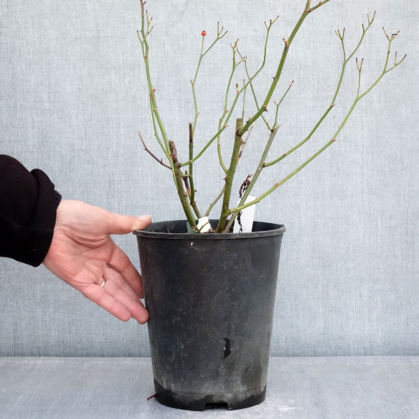 Rosal Schubert Maceta 4L/5L Ejemplar entregado en invierno