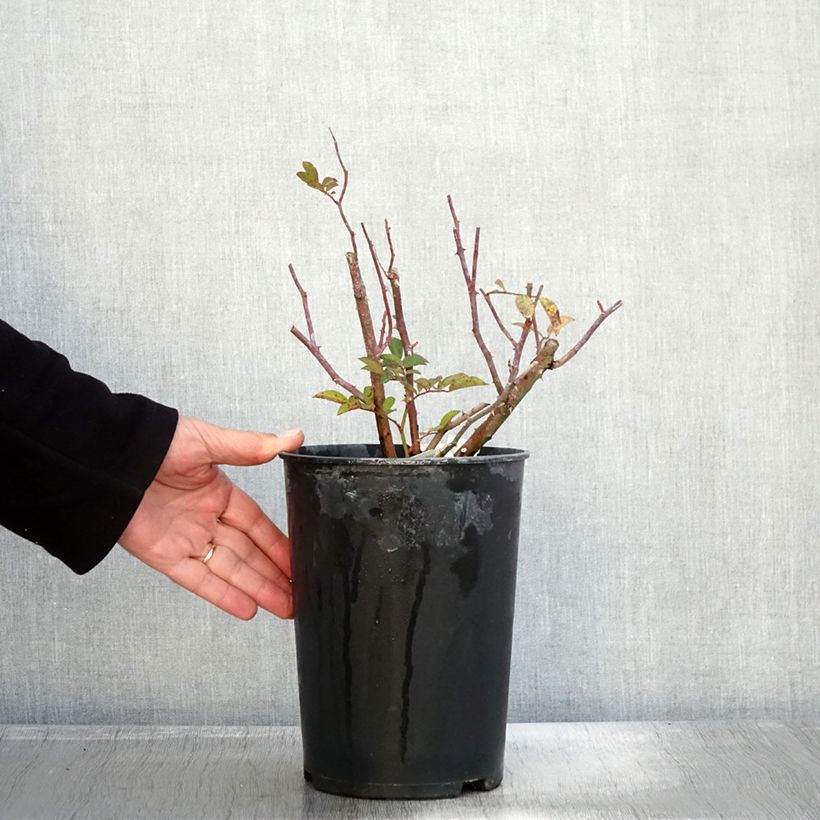 Ejemplar de Rosal Sibelius Maceta 4L/5L entregado en otoño