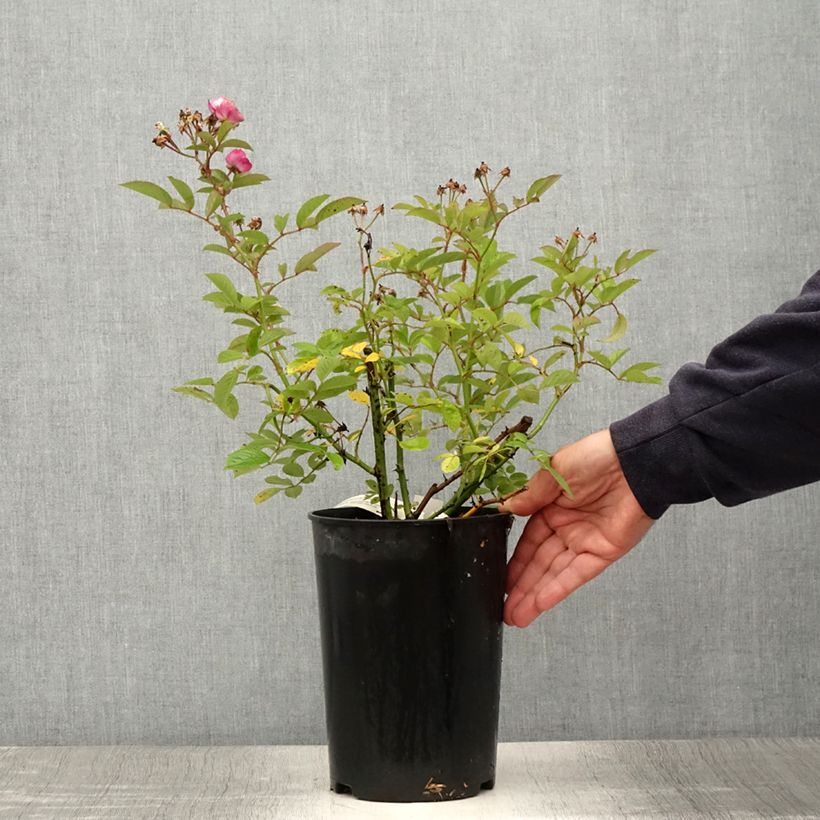 Ejemplar de Rosal Sibelius Maceta 4L/5L entregado en verano