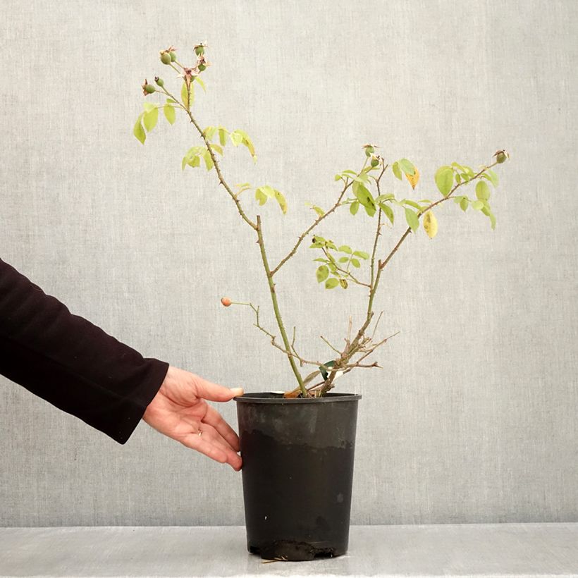 Ejemplar de Rosal Smarty Maceta 4L/5L entregado en otoño