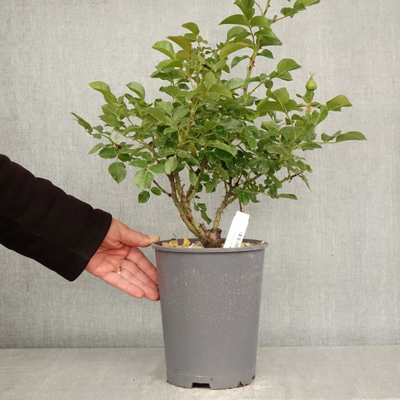 Rosal Soul Maceta 4L/5L Ejemplar entregado en la primavera