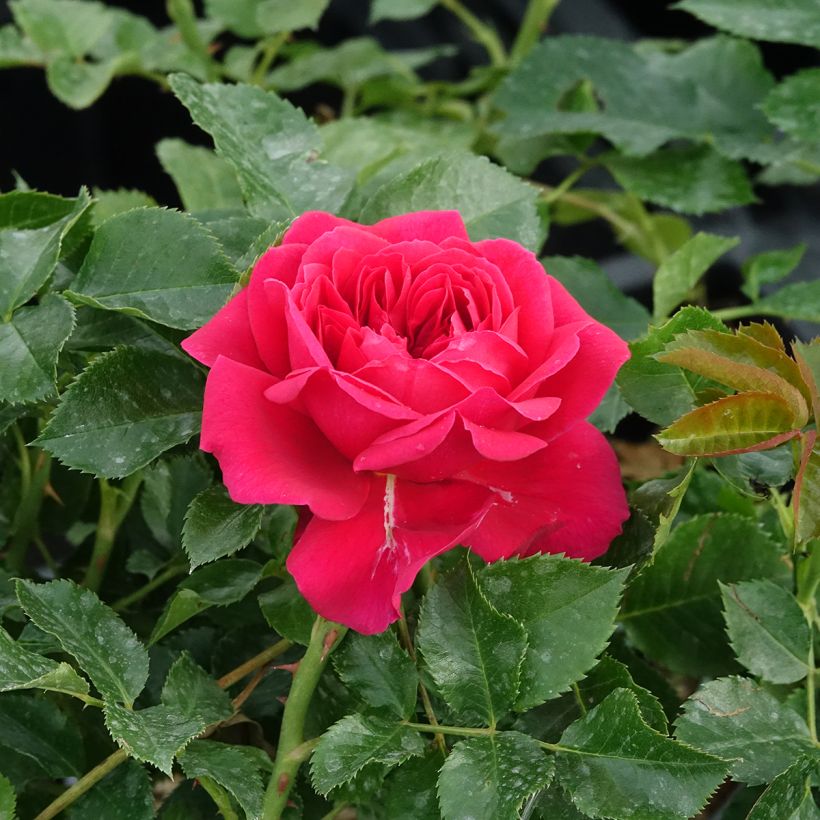 Rosal Soul (Floración)