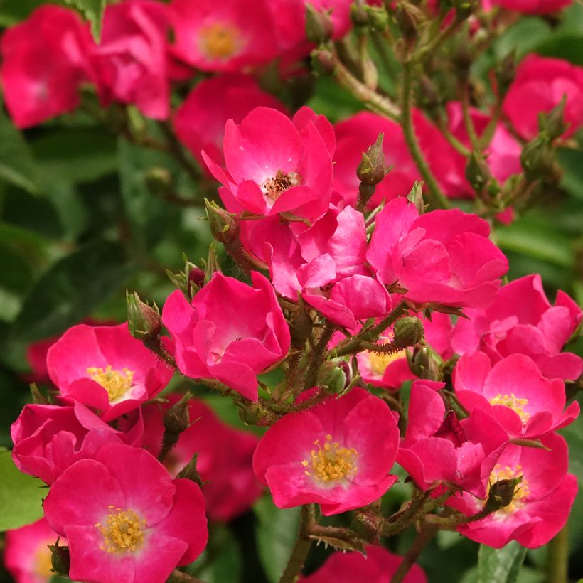 Rosal Vif Eclat (Floración)