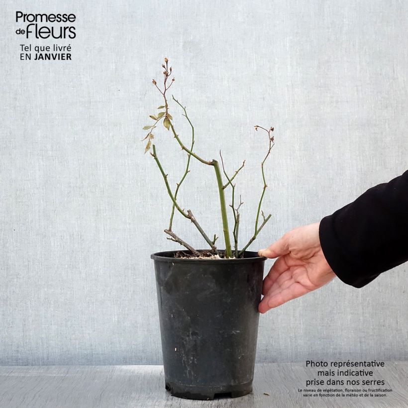 Rosal Vif Eclat Maceta 4L/5L Ejemplar entregado en invierno