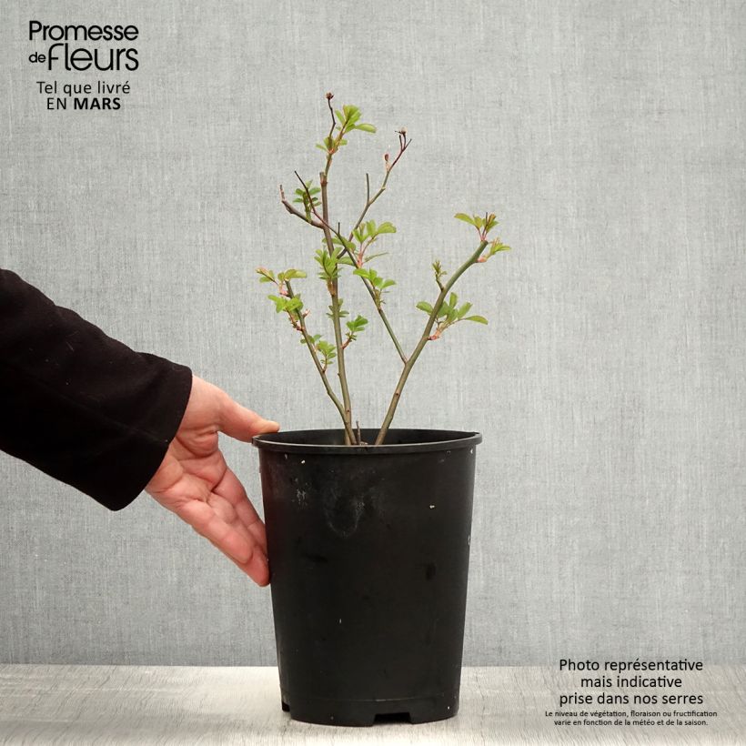 Rosal Vif Eclat Maceta 4L/5L Ejemplar entregado en la primavera