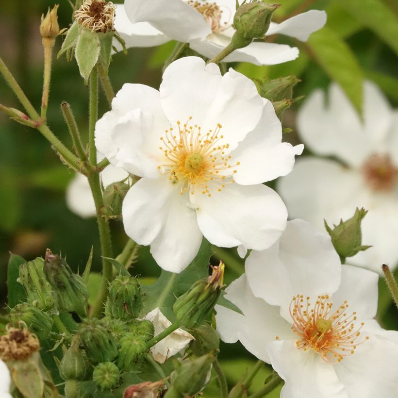 Rosal White Magic (Floración)