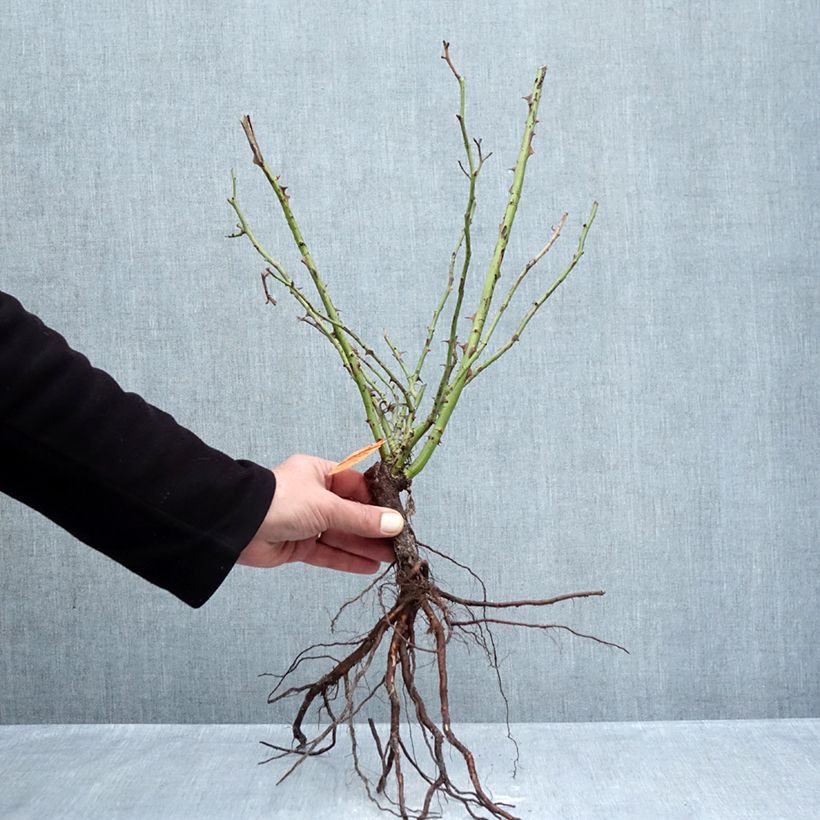 Rosal Yann Arthus-Bertrand Raíces desnudas Ejemplar entregado en invierno