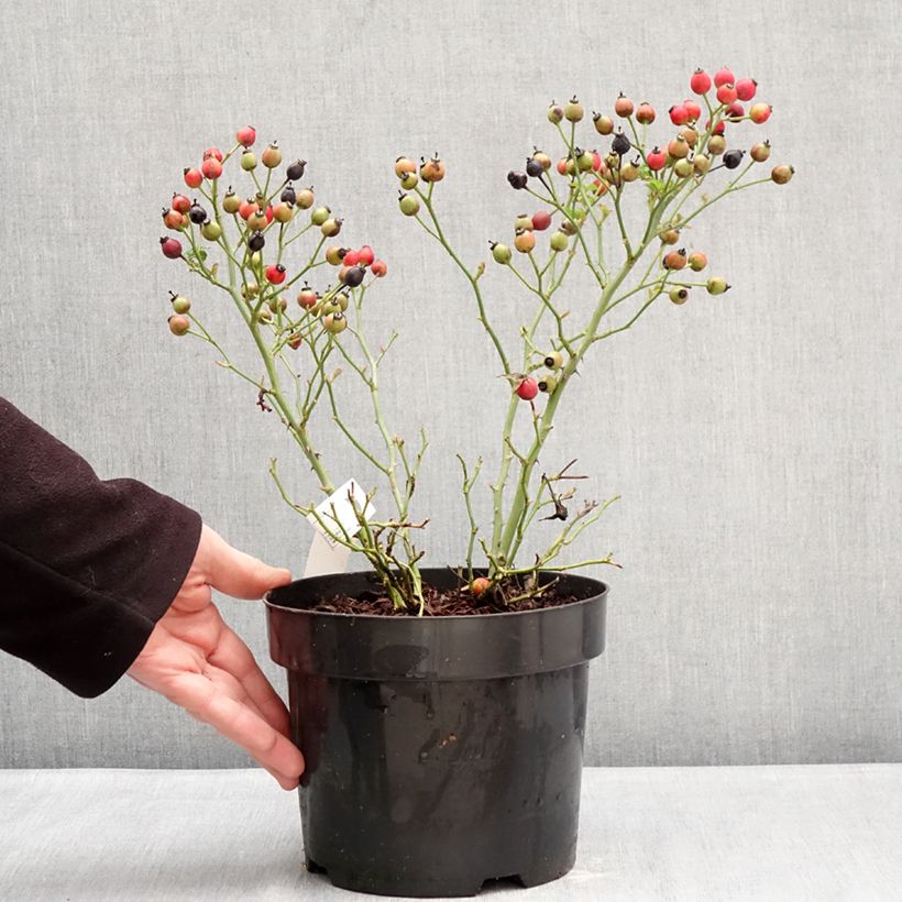 Rosa Bee Gold Maceta 3L/4L Ejemplar entregado en invierno