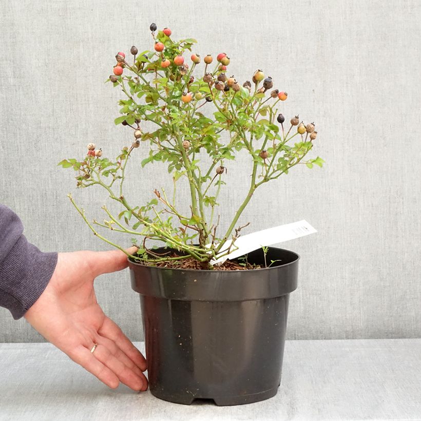 Rosa Bee Gold Maceta 3L/4L Ejemplar entregado en la primavera