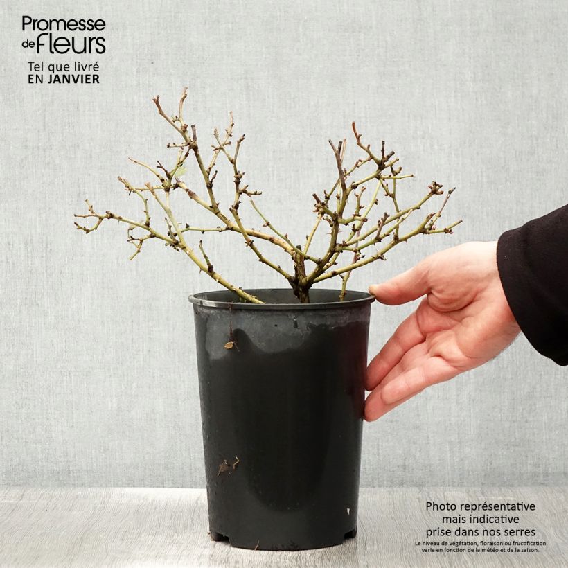 Rosal Bee's Paradise Light Red Maceta 3L/4L Ejemplar entregado en invierno