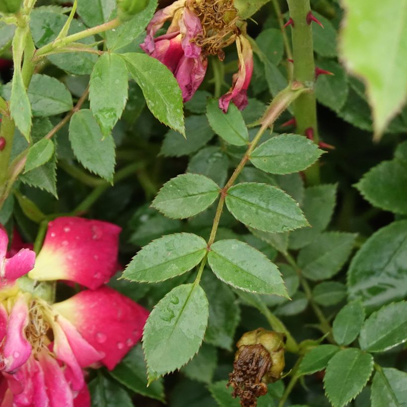 Rosal Bee's Paradise Light Red (Follaje)