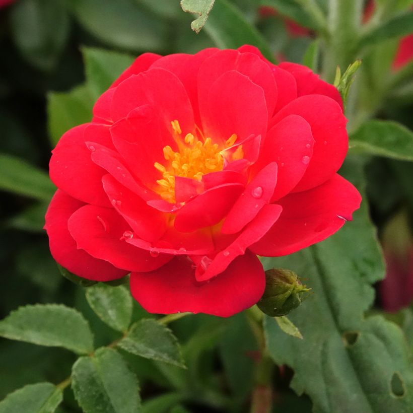 Rosal Bee's Paradise Light Red (Floración)