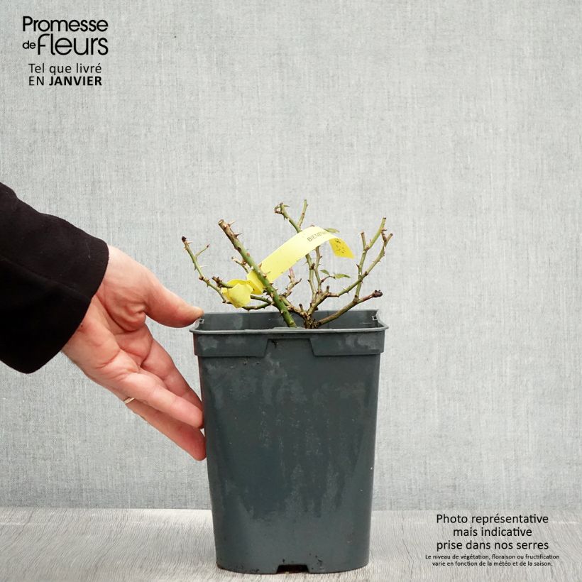 Rosal Bees Paradise Gelb Maceta 3L/4L Ejemplar entregado en invierno