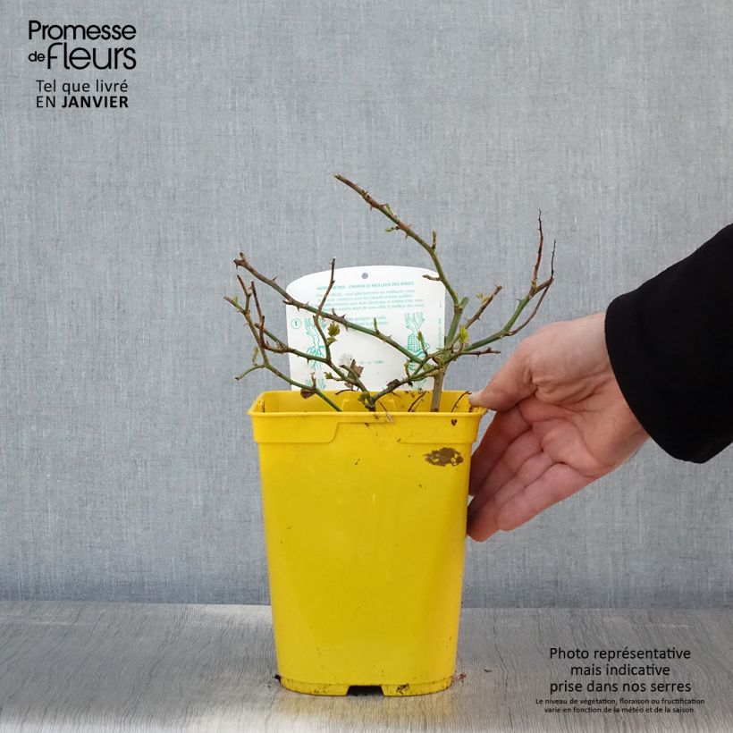 Rosal Bees Paradise Ivory Maceta 3L/4L Ejemplar entregado en invierno