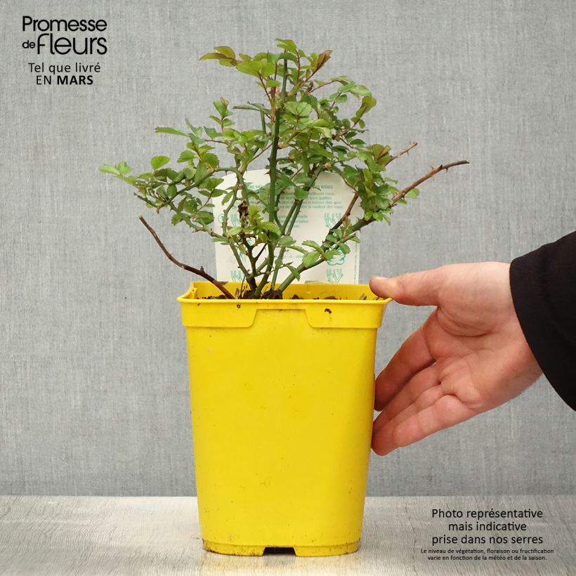 Rosal Bees Paradise Ivory Maceta 3L/4L Ejemplar entregado en la primavera