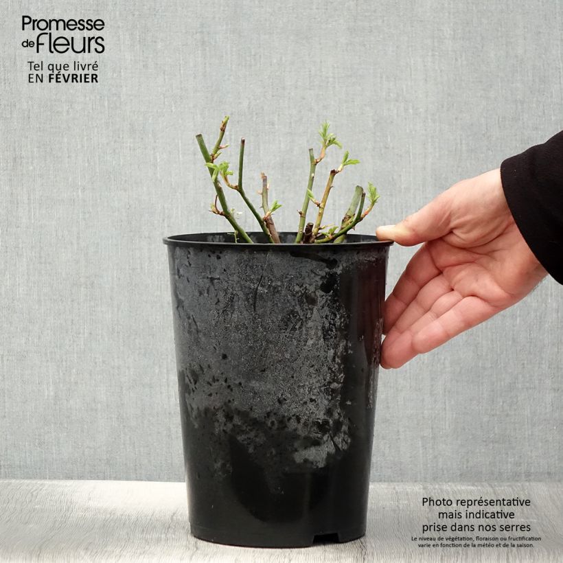 Rosal Bleu Magenta - Rosal trepadora Maceta 4L/5L Ejemplar entregado en invierno