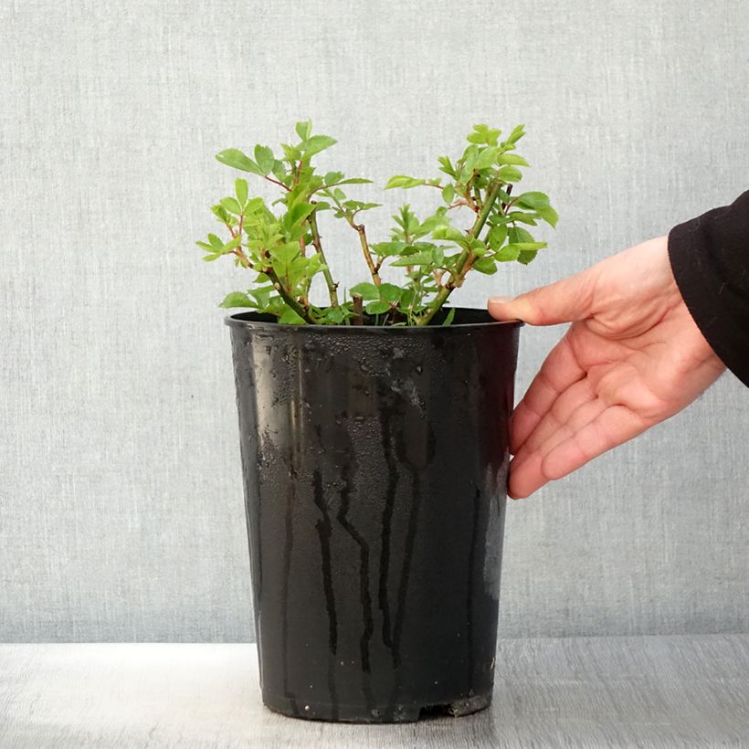 Rosal Bleu Magenta - Rosal trepadora Maceta 4L/5L Ejemplar entregado en la primavera