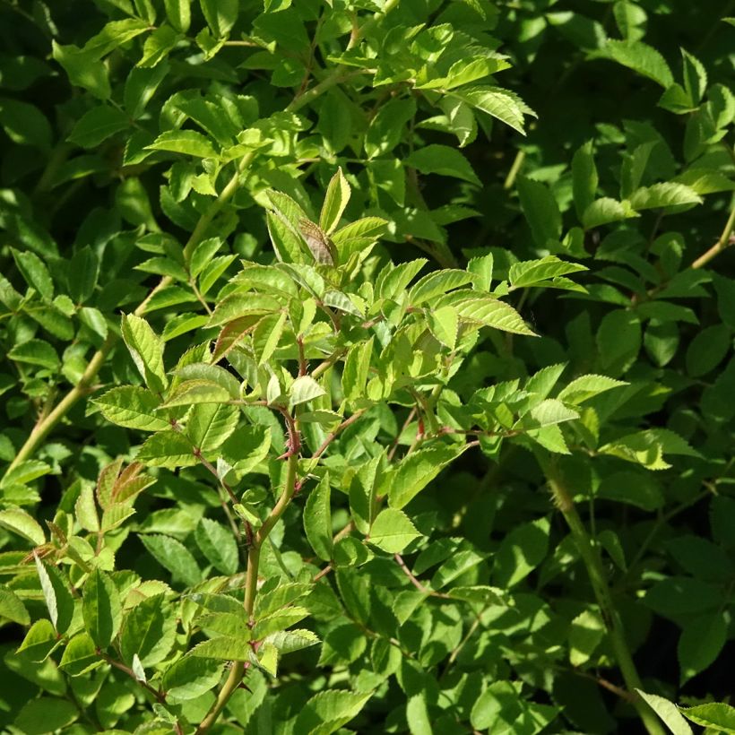 Rosal multiflora  -Rosal trepadora (Follaje)